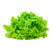 ALFACE CRESPA - UNIDADE