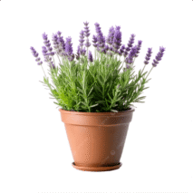 LAVANDA - VASO