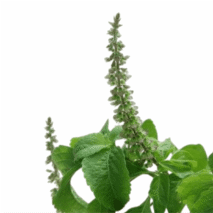 MAMANJERICÃO AFRICANO - VASO