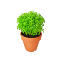 MANJERICÃO ANÃO - VASO