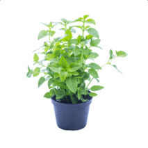 MANJERICÃO FINO - VASO