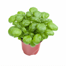 MANJERICÃO GENOVÊS - VASO