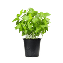 MANJERICÃO LIMÃO - VASO