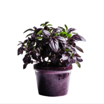 MANJERICÃO ROXO - VASO