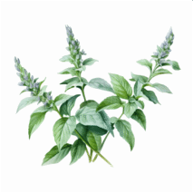 MANJERICÃO SAGRADO - VASO