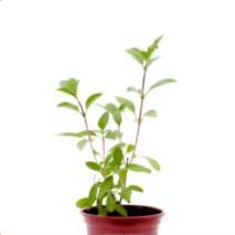 MANJERICÃO TAILANDÊS - VASO