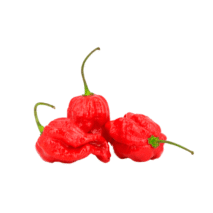 PIMENTA BHUT JOLOKIA - BANDEJA 90G