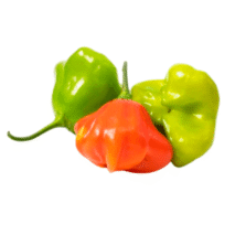 PIMENTA CAMBUCI - KG