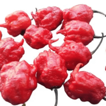 PIMENTA CAROLINA - BANDEJA 90G