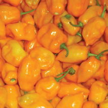 PIMENTA HABANERO AMARELA - BANDEJA 90G