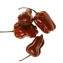 PIMENTA HABANERO CHOCOLATE - BANDEJA 90G