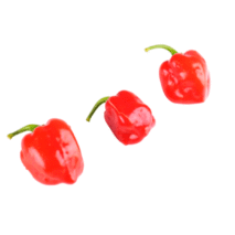 PPIMENTA HABANERO VERMELHA - BANDEJA 90G