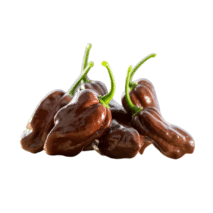 PIMENTA MALAGUETA CHOCOLATE - BANDEJA 90G