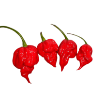 PIMENTA SCORPION - BANDEJA 90G