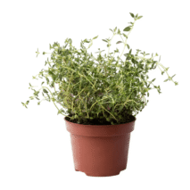 TOMILHO - VASO
