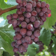 UVA CANDY SNAPS - BANDEJA 500G