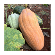ABÓBORA COLONIAL UND